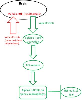 The Cholinergic System Modulates Memory and Hippocampal Plasticity via Its Interactions with Non-Neuronal Cells